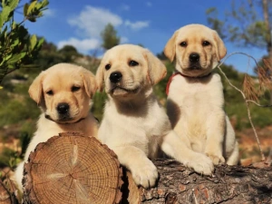 English Cream golden retriever puppies for Sale